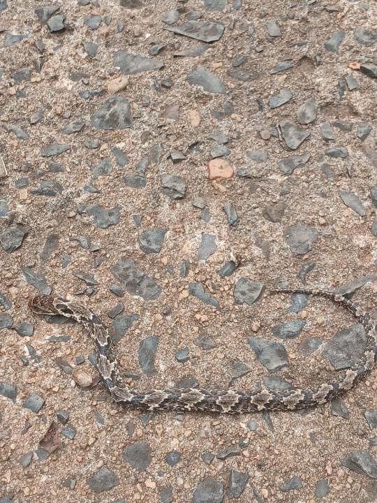 Foto 3 de 16 — Praça do Selmi Dei fica mais de 5 meses sem limpeza e moradores relatam aparecimento de cobras